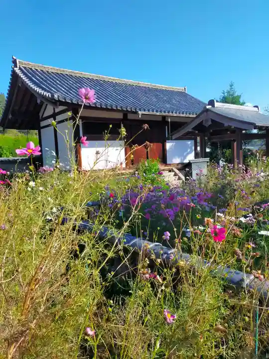 般若寺 ❁コスモス寺❁(奈良県)