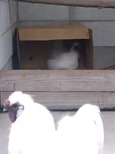 阿智神社の動物