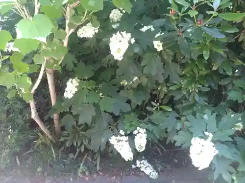 阿佐ヶ谷神明宮の自然