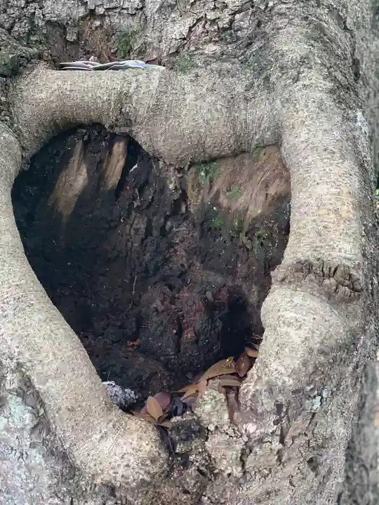 矢奈比賣神社(見付天神)の自然