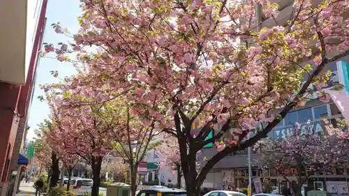 桜神宮の自然