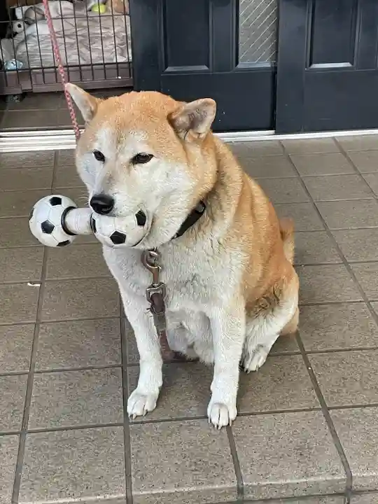 笠䅣稲荷神社(神奈川県)
