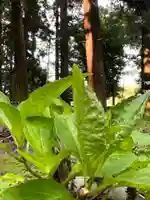 大宮温泉神社(栃木県)