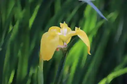 神炊館神社 ⁂奥州須賀川総鎮守⁂の自然