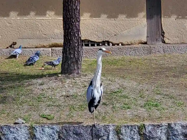 東寺(教王護国寺)の動物