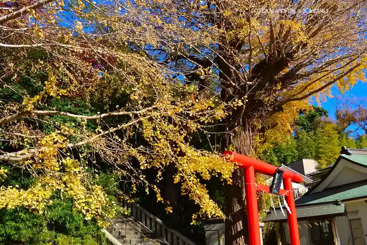 雷神社(神奈川県)