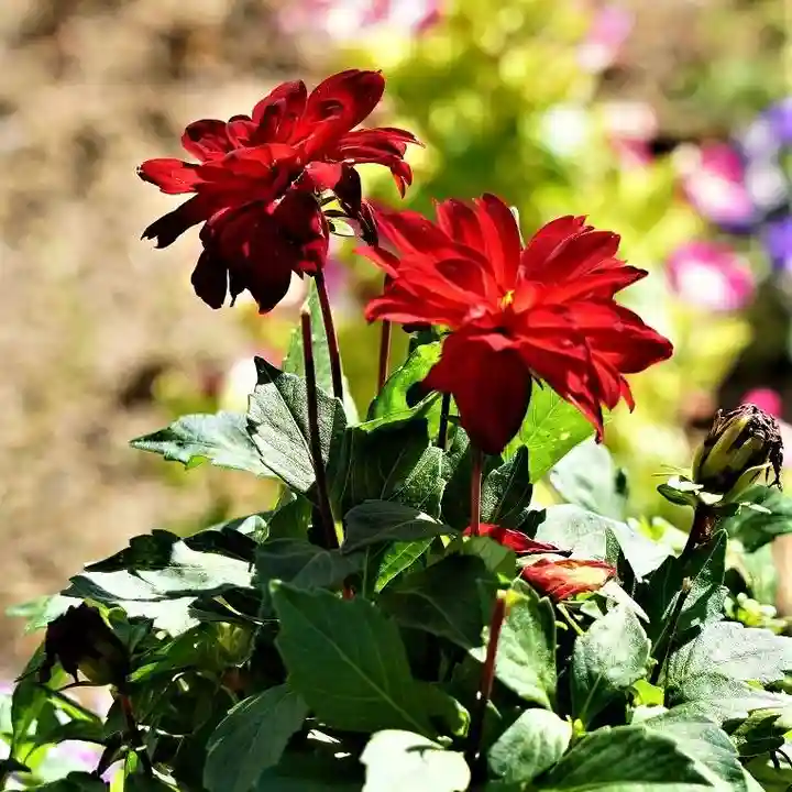大鏑神社の自然