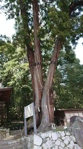 武田八幡宮の自然