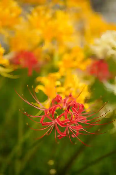 横浜 西方寺の自然