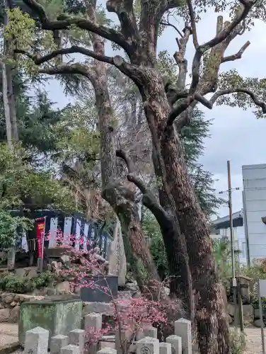 安居神社の{uncategorized: "未分類", other: "その他", undefined: "問題あり", building: "その他建物", grave: "お墓", sacred_gate: "鳥居", guardian: "狛犬", statue: "像", buddha: "仏像", history: "歴史", nature: "自然", garden: "庭園", animal: "動物", pagoda: "塔", temizu: "手水舎", mountain_gate: "山門・神門", sanctuary: "本殿・本堂", subordinate: "末社・摂社", art: "芸術", scenery: "景色", jizo: "地蔵", ema: "絵馬", goshuin: "御朱印", omikuji: "おみくじ", items: "授与品その他", amulet: "お守り", goshuincho: "御朱印帳", eats: "食事", festival: "お祭り", votive_dance: "神楽", shichigosan: "七五三参", wedding: "結婚式", experience: "体験その他", initially: "初詣", around: "周辺", anti_infection: "感染症対策"}