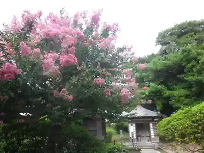 安養院　(田代寺）(神奈川県)