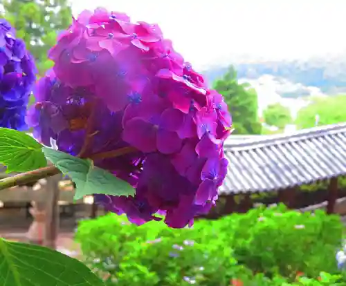 吉備津神社の自然