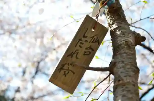 弥生神社の自然