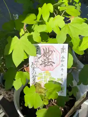 妙蓮寺(神奈川県)