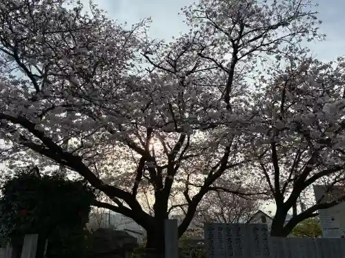 成願寺の{uncategorized: "未分類", other: "その他", undefined: "問題あり", building: "その他建物", grave: "お墓", sacred_gate: "鳥居", guardian: "狛犬", statue: "像", buddha: "仏像", history: "歴史", nature: "自然", garden: "庭園", animal: "動物", pagoda: "塔", temizu: "手水舎", mountain_gate: "山門・神門", sanctuary: "本殿・本堂", subordinate: "末社・摂社", art: "芸術", scenery: "景色", jizo: "地蔵", ema: "絵馬", goshuin: "御朱印", omikuji: "おみくじ", items: "授与品その他", amulet: "お守り", goshuincho: "御朱印帳", eats: "食事", festival: "お祭り", votive_dance: "神楽", shichigosan: "七五三参", wedding: "結婚式", experience: "体験その他", initially: "初詣", around: "周辺", anti_infection: "感染症対策"}