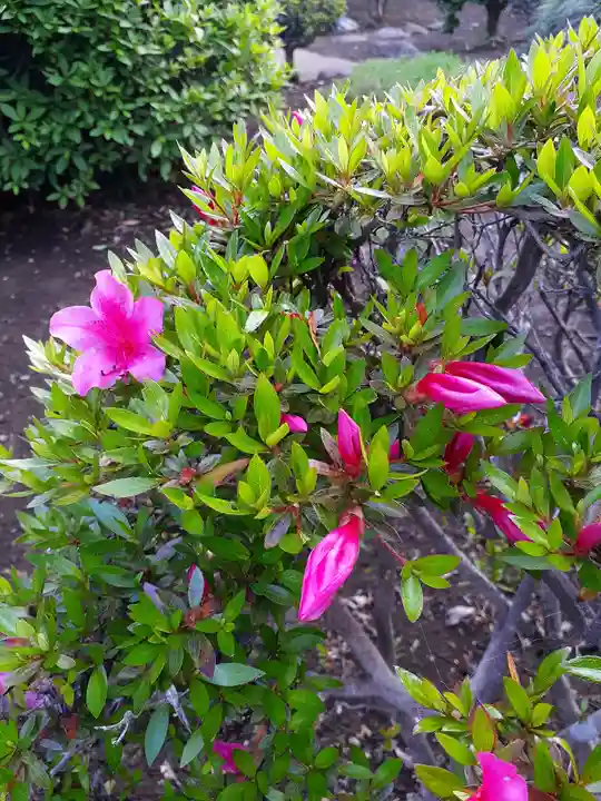 伏木香取神社の自然