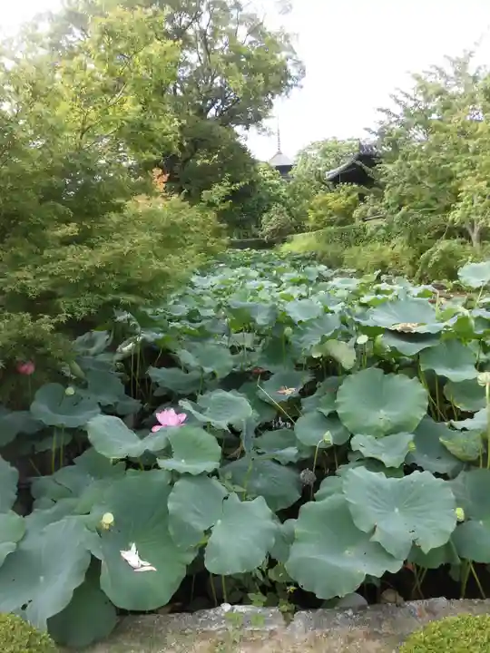東寺(教王護国寺)の自然