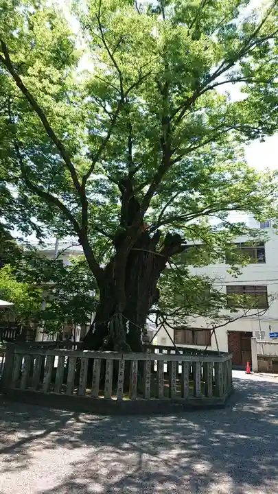 高城神社の自然