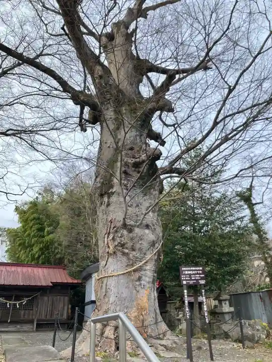 田町八雲神社の{uncategorized: "未分類", other: "その他", undefined: "問題あり", building: "その他建物", grave: "お墓", sacred_gate: "鳥居", guardian: "狛犬", statue: "像", buddha: "仏像", history: "歴史", nature: "自然", garden: "庭園", animal: "動物", pagoda: "塔", temizu: "手水舎", mountain_gate: "山門・神門", sanctuary: "本殿・本堂", subordinate: "末社・摂社", art: "芸術", scenery: "景色", jizo: "地蔵", ema: "絵馬", goshuin: "御朱印", omikuji: "おみくじ", items: "授与品その他", amulet: "お守り", goshuincho: "御朱印帳", eats: "食事", festival: "お祭り", votive_dance: "神楽", shichigosan: "七五三参", wedding: "結婚式", experience: "体験その他", initially: "初詣", around: "周辺", anti_infection: "感染症対策"}