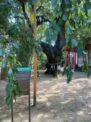 小川諏訪神社(福島県)