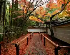 高桐院(京都府)