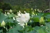 浄名寺(山口県)