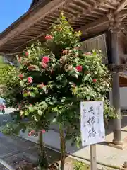 高勝寺（田峰観音）(愛知県)