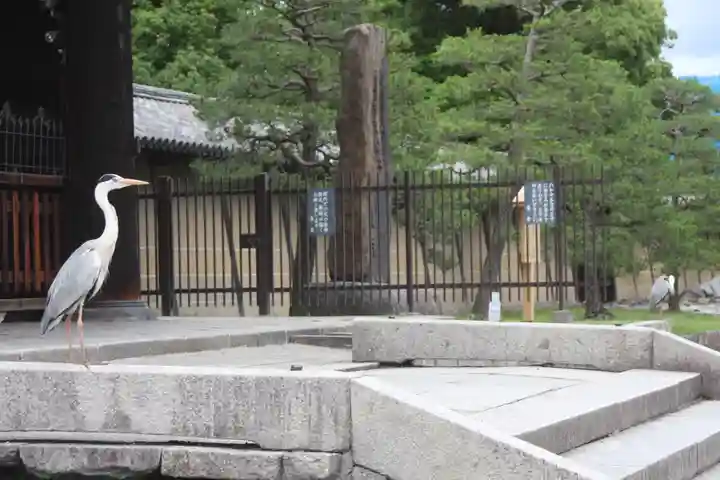 東寺(教王護国寺)の動物