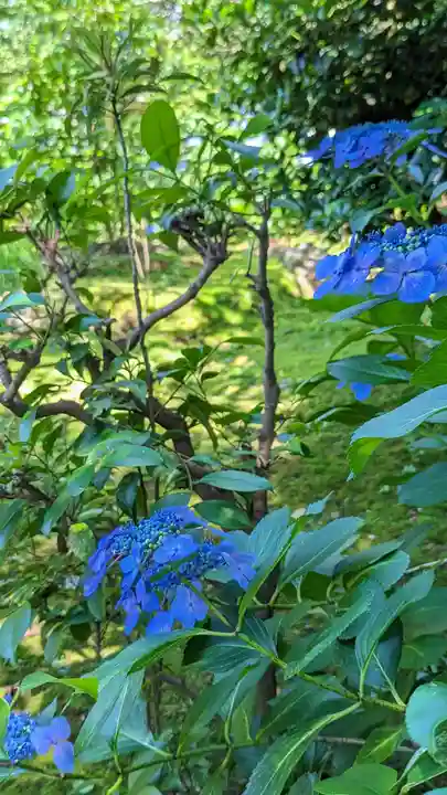法金剛院(京都府)