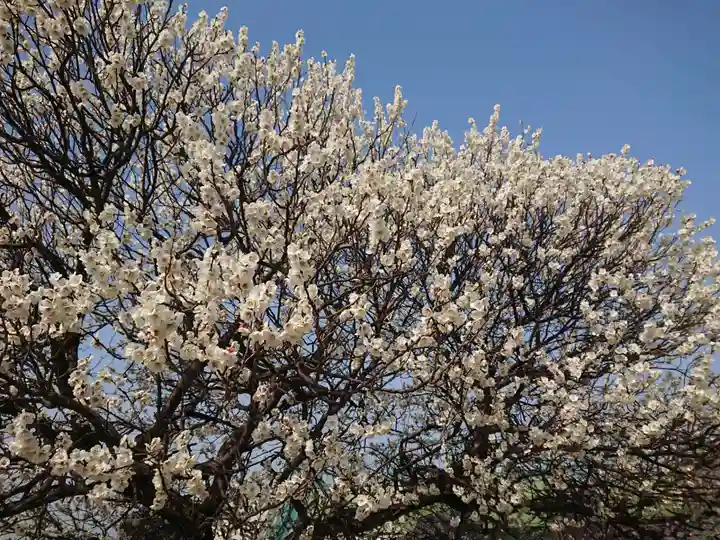 岡崎天満宮の自然