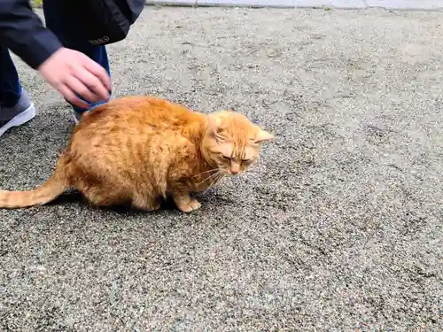 伊佐須美神社の動物