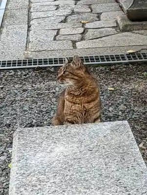 本満寺(本願満足寺)の動物