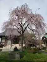 圓照寺(東京都)