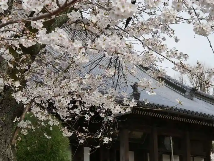 寛永寺(根本中堂)の自然