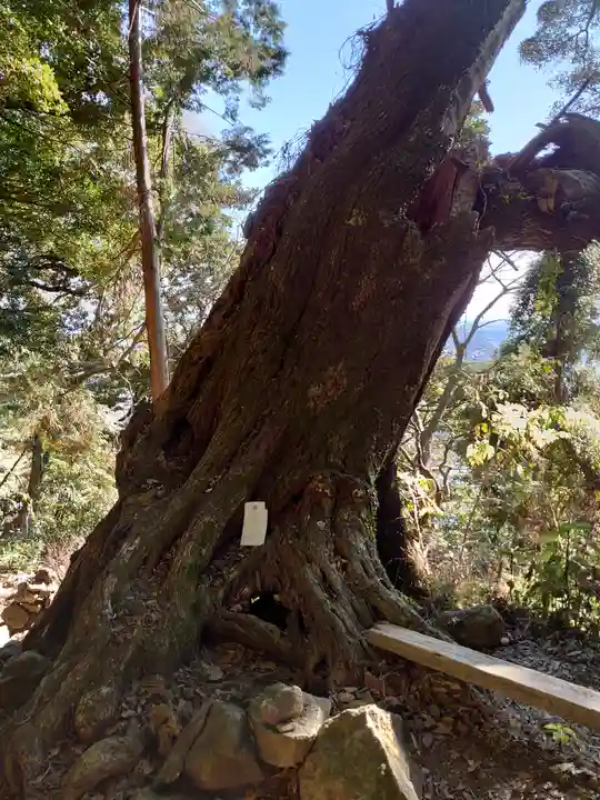 阿波々神社の自然