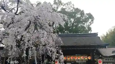 平野神社(京都府)