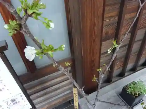 妙蓮寺の自然