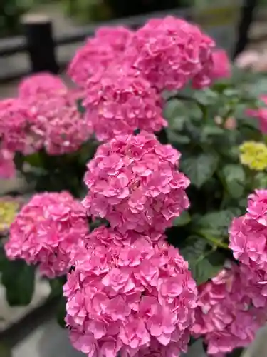 御霊神社の自然