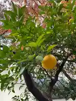 鳥越神社の自然