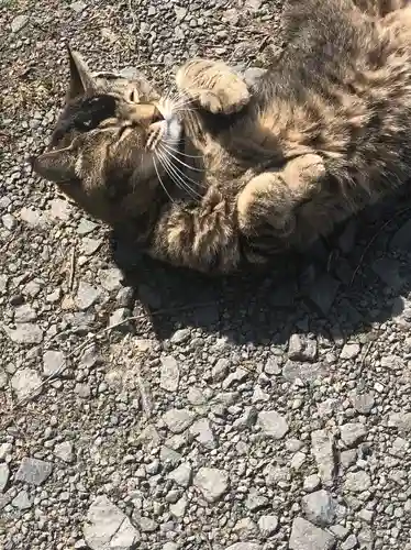 浅草観音寺の動物