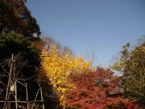 安國論寺(安国論寺)の自然