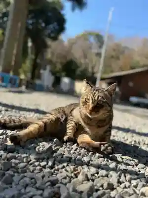 上岩出神社の{uncategorized: "未分類", other: "その他", undefined: "問題あり", building: "その他建物", grave: "お墓", sacred_gate: "鳥居", guardian: "狛犬", statue: "像", buddha: "仏像", history: "歴史", nature: "自然", garden: "庭園", animal: "動物", pagoda: "塔", temizu: "手水舎", mountain_gate: "山門・神門", sanctuary: "本殿・本堂", subordinate: "末社・摂社", art: "芸術", scenery: "景色", jizo: "地蔵", ema: "絵馬", goshuin: "御朱印", omikuji: "おみくじ", items: "授与品その他", amulet: "お守り", goshuincho: "御朱印帳", eats: "食事", festival: "お祭り", votive_dance: "神楽", shichigosan: "七五三参", wedding: "結婚式", experience: "体験その他", initially: "初詣", around: "周辺", anti_infection: "感染症対策"}