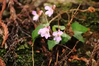 磯前神社の自然