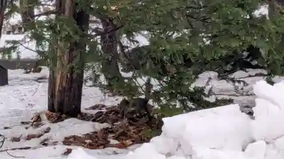 永山神社の動物