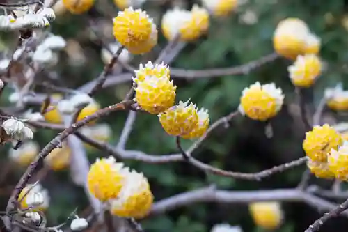 大山阿夫利神社の自然