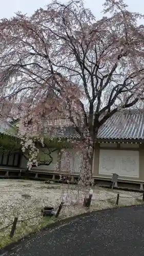 醍醐寺(京都府)