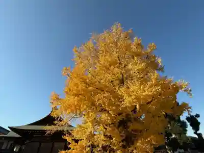 葛飾八幡宮(千葉県)