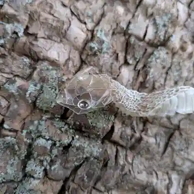 三津厳島神社(愛媛県)