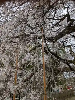 小川諏訪神社の自然