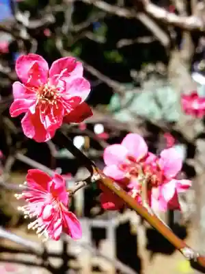 布多天神社(東京都)